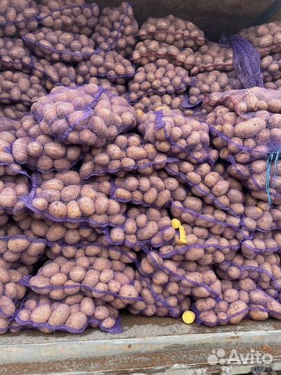 Овощи: картофель, лук, капуста