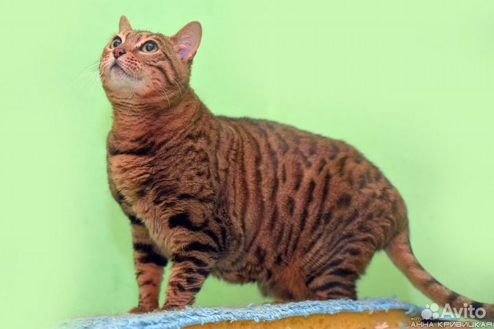 Бенгальскую кошку сдали в приют