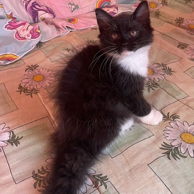 Котёнок в добрые руки
