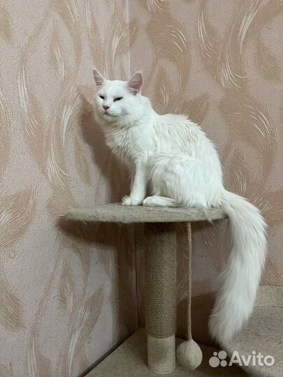Кот мэйн-кун