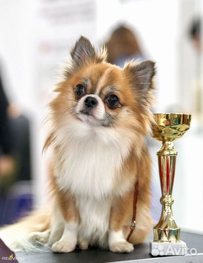 Длинношерстный рыжий кобель чихуахуа для вязки
