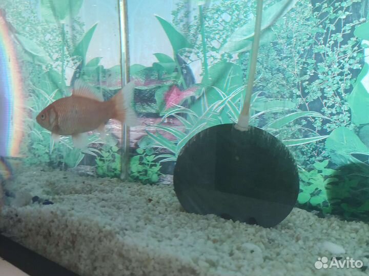Аквариумные рыбки