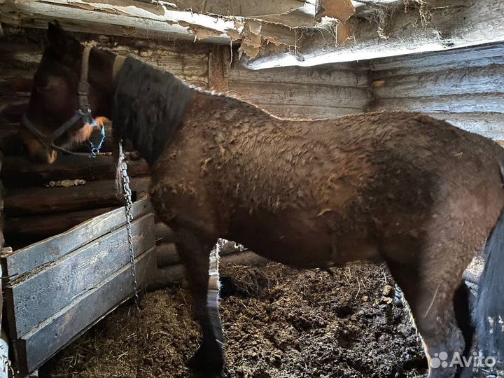 Продам коня