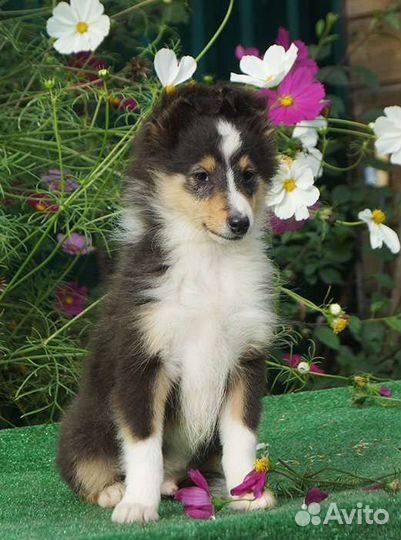 Щенки шелти