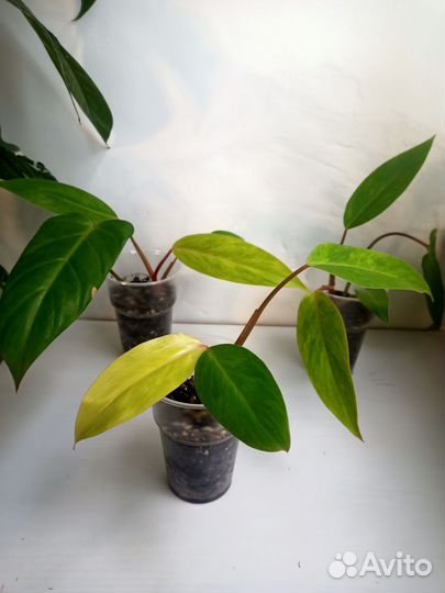 Филодендроны