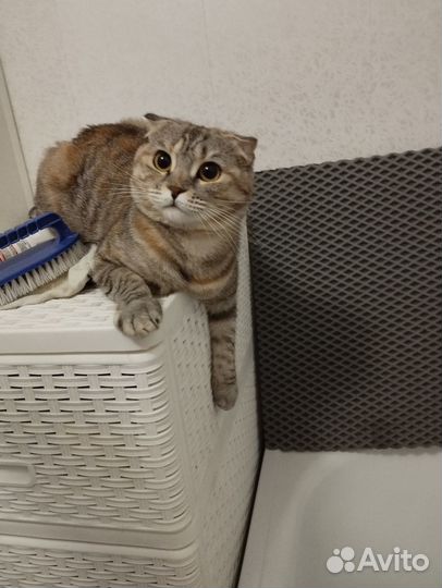 Отдам кошку в добрые руки