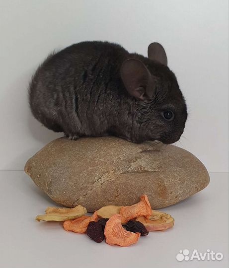 Шиншилленок девочка эбони средний (2 мес)