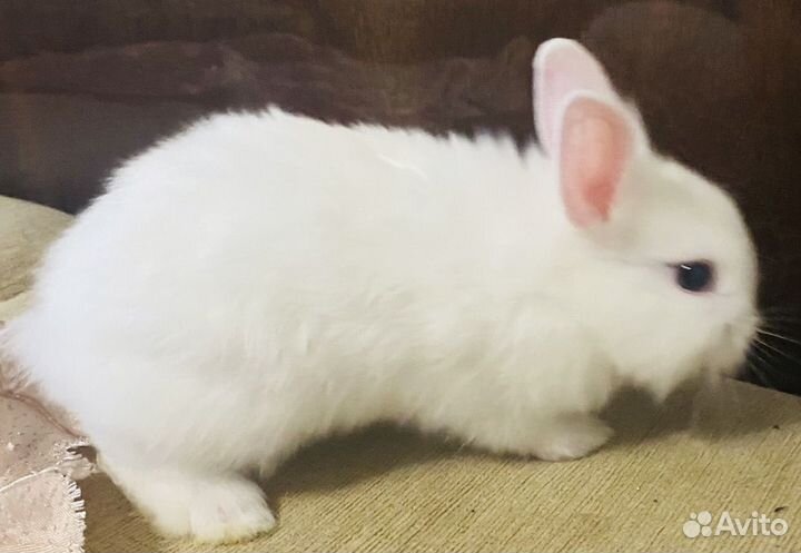 Кролик,пудель, сфинкс, попугай на фотосессию