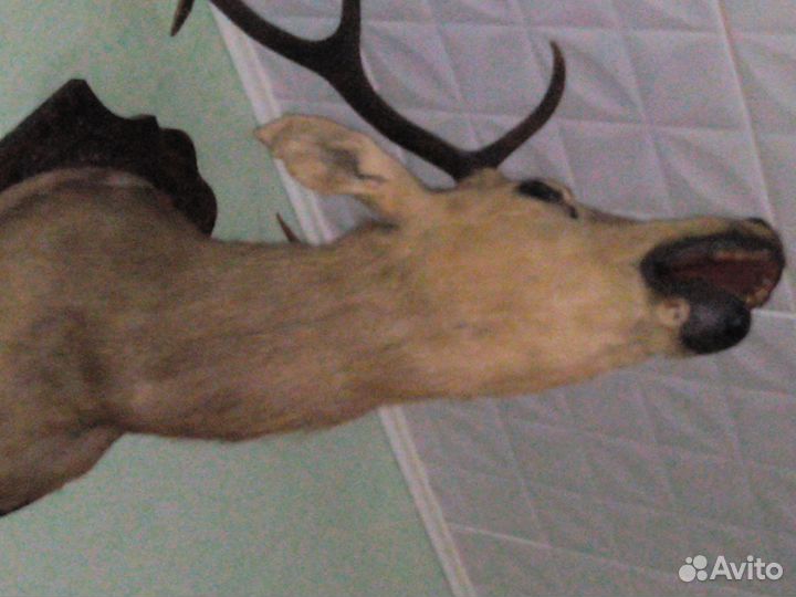 Продажа чучела головы оленя