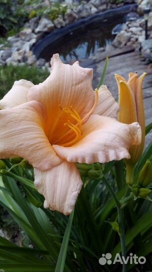 Украшаем свой участок