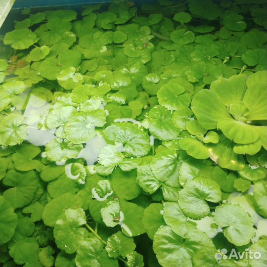 Украшение для аквариума