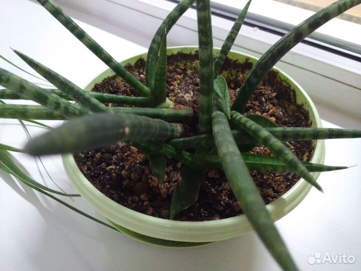 Сансивиерия сортовая