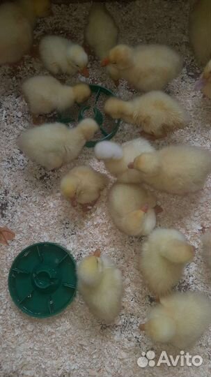 Кролик курица,утка, циплята,гусь,ежик в аренду