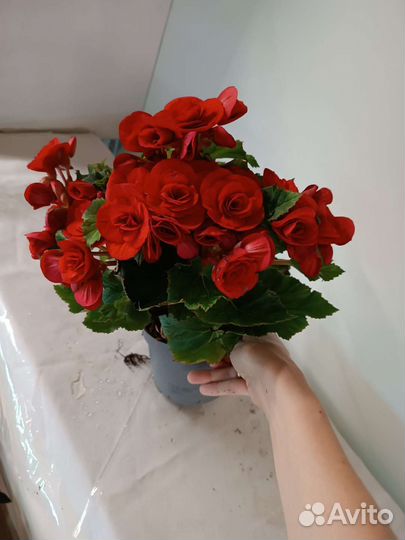 Семена махровой Бегонии