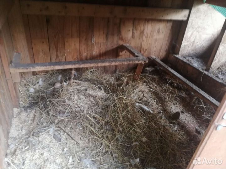 Курятник летний