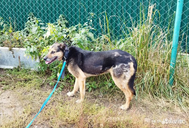 Собаке очень нужен дом