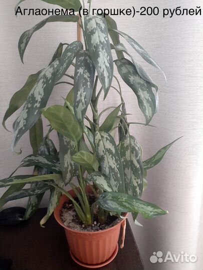 Бегония, пеперомия, плющ, аглаонема, традесканция