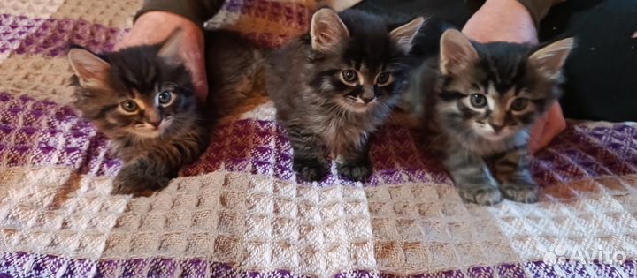 Котятки в добрые руки