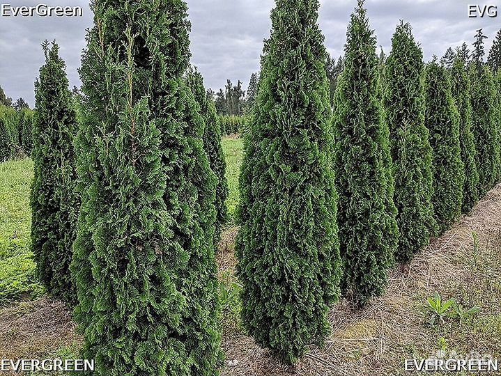 Туя зеленая