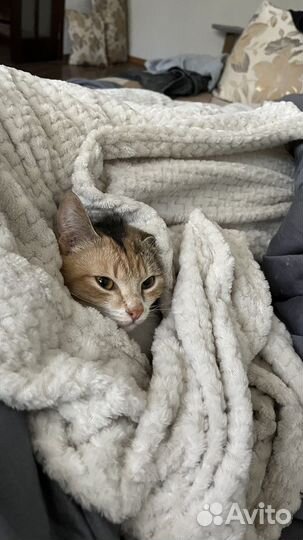 Кошки 1 годик
