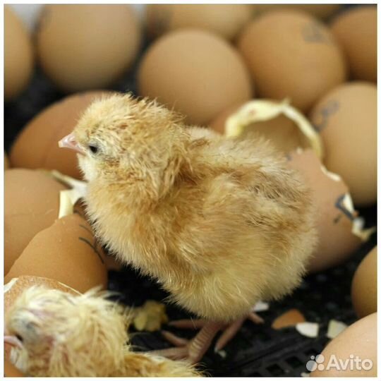 Инкубатор Несушка 77 яиц автоматический 220В