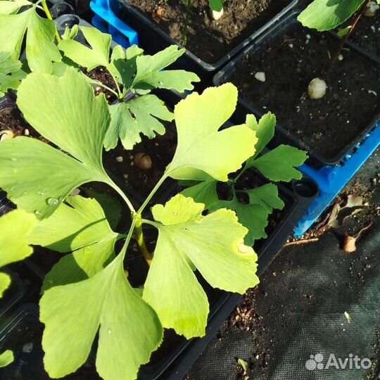 Гинкго билоба