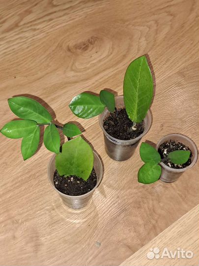 Замиокулькас