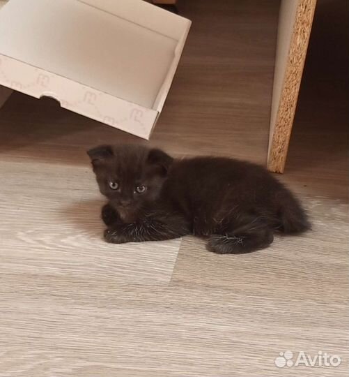 Котята