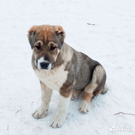 Щенки алабая продажа
