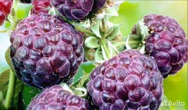 Саженцы черной малины