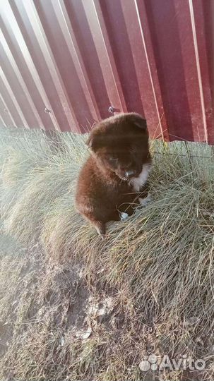 Щенки в хорошие руки бесплатно