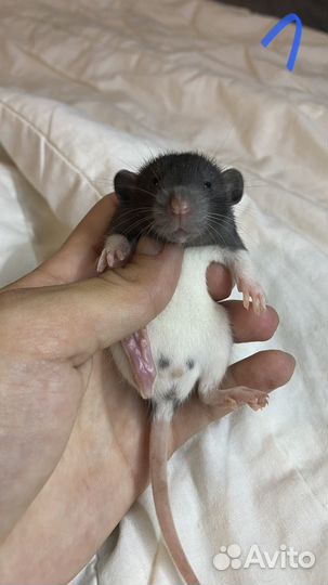 Крысята дамбо из питомника. Карточка крысенка, чек