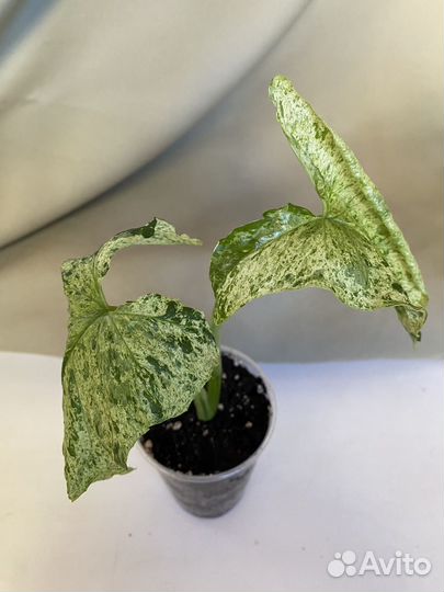 Сингониум моттлед