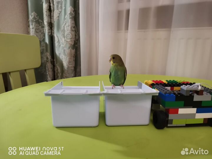 Волнистый попугай