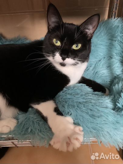 Кошка в дар