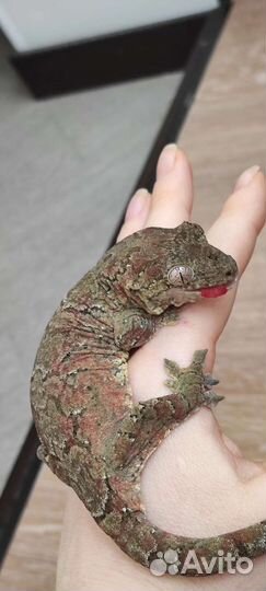 Малый новокаледонский геккон