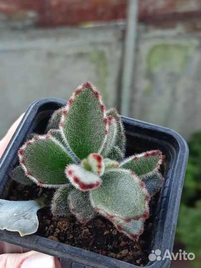 Суккуленты