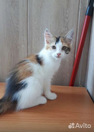 Трехцветный котенок девочка