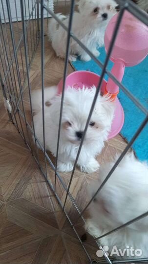 Мальтезе вязка