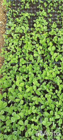 Саженцы клубники