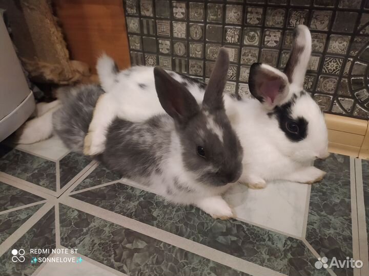 Декоративные кролики