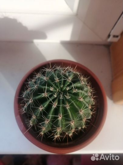 Цветущий кактус. Эхинопсис