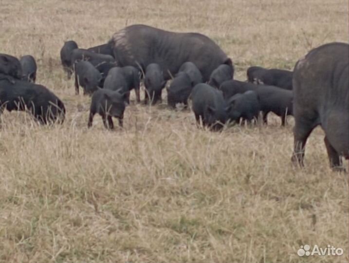 Вьетнамские поросята