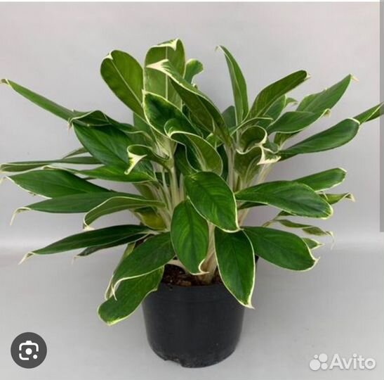 Аглаонема White Lime