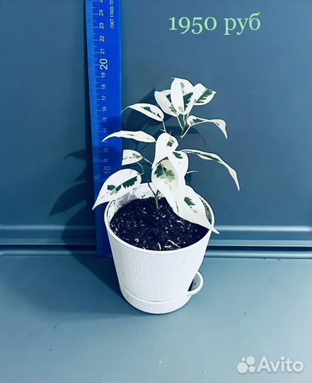 Фикус Де Гантель