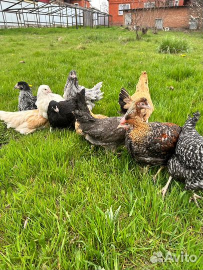 Куры несушки чешский доминант