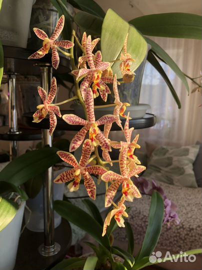 Орхидеи сортовые