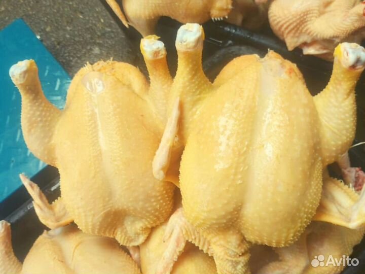 Куры фермерские