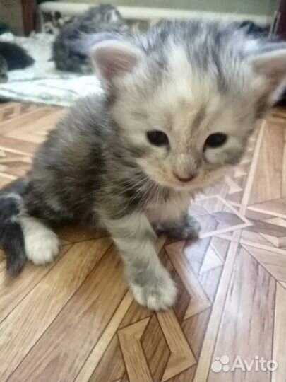 Котята мейн-кун