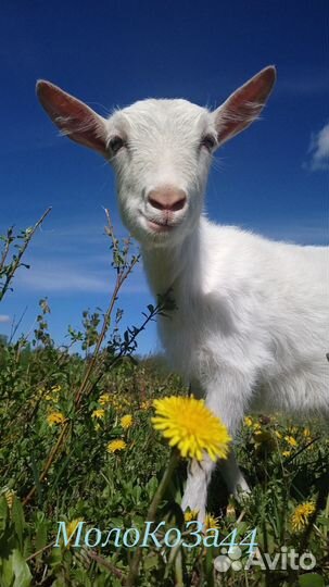 Молоко козье. Бесплатная доставка